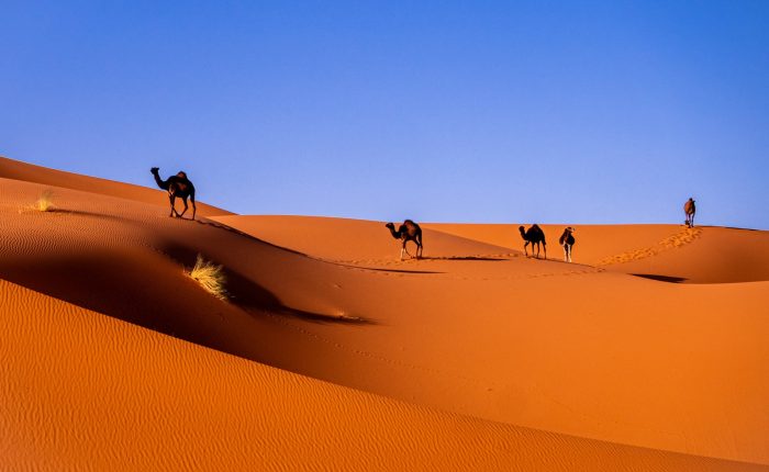 camels in a desert