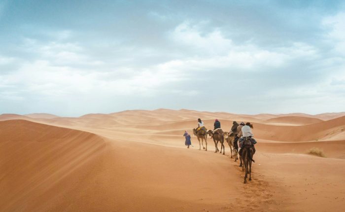 group of people riding on camels